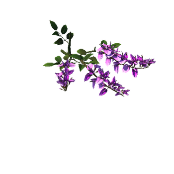 Flower_Erythrina crista-galli4_1